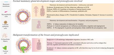 Three-Dimensional Models as a New Frontier for Studying the Role of Proteoglycans in the Normal and Malignant Breast Microenvironment